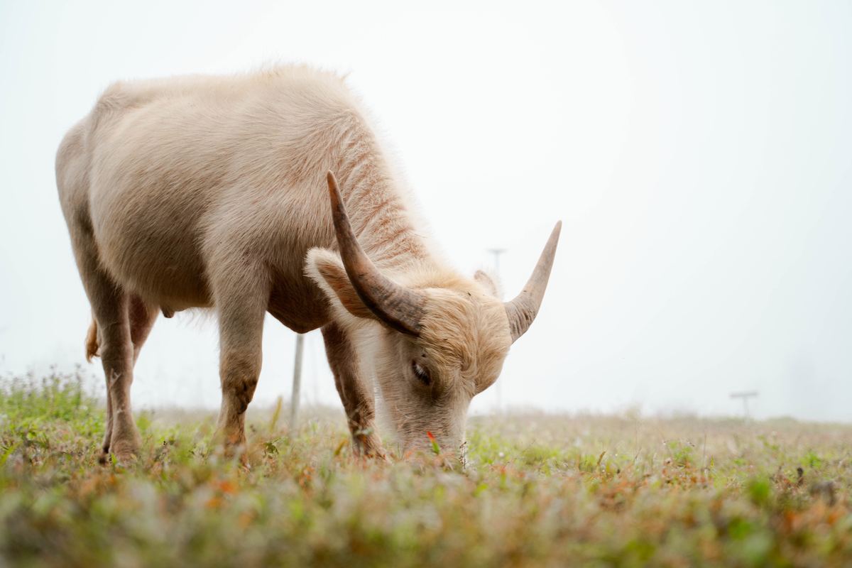 A pale buffalo grazing in the morning mist