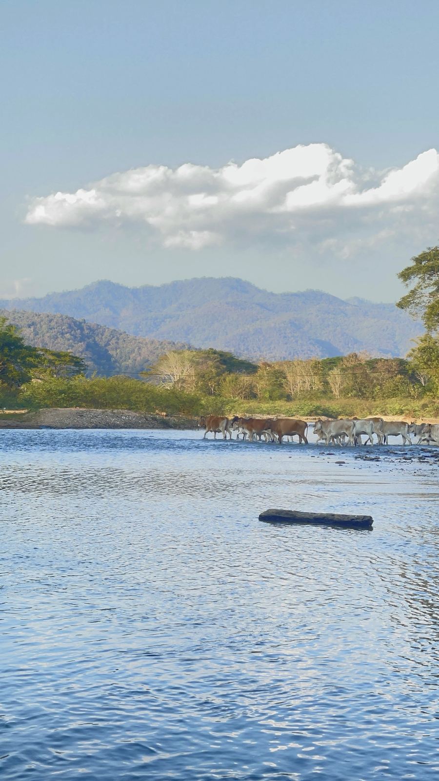 Cattle crossing the river below the mountains