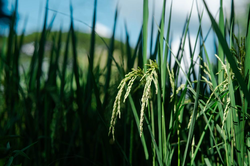 Rice ripening in the paddies